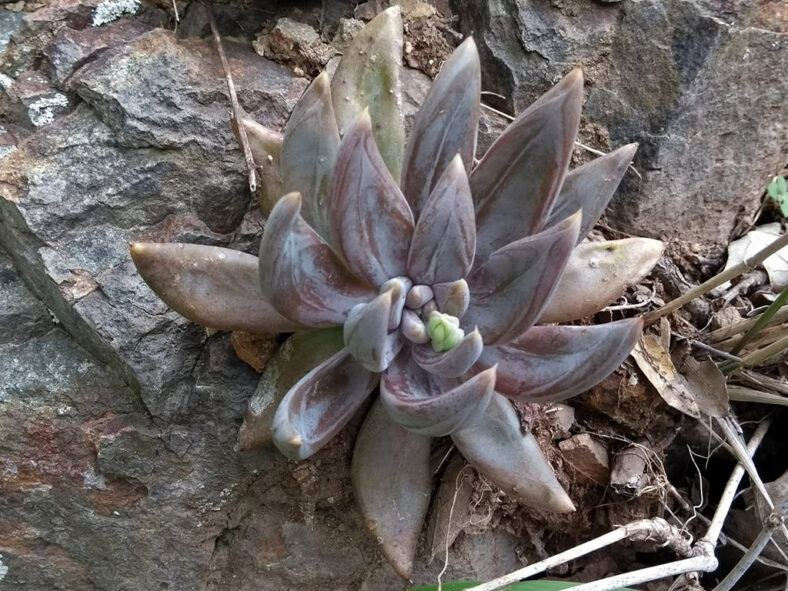 Echeveria craigiana