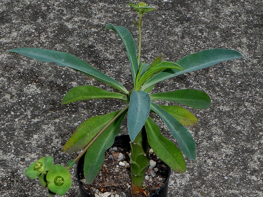 Euphorbia bubalina, commonly know Buffalo Euphorbia