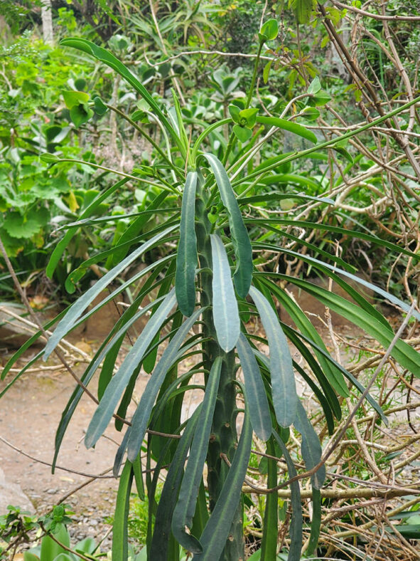 Euphorbia bubalina, commonly know Buffalo Euphorbia