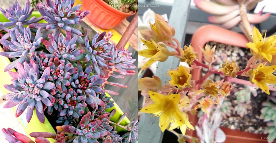 Graptosedum 'Daniel-san' - World of Succulents