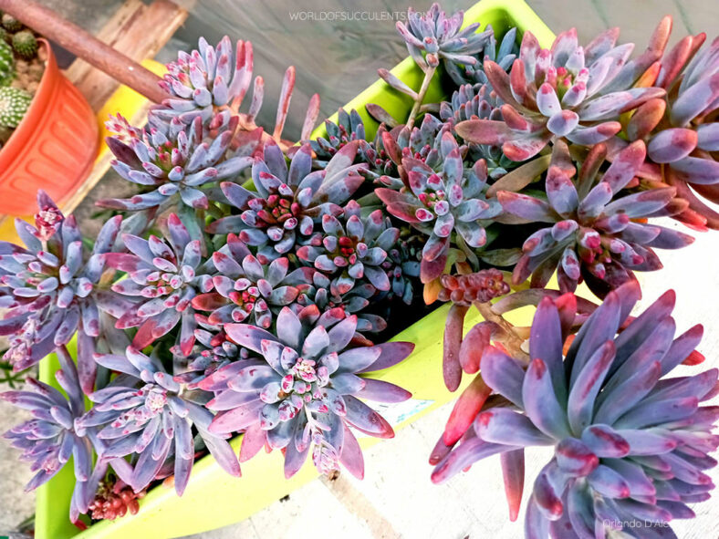 Winter colors of Graptosedum 'Daniel-san'