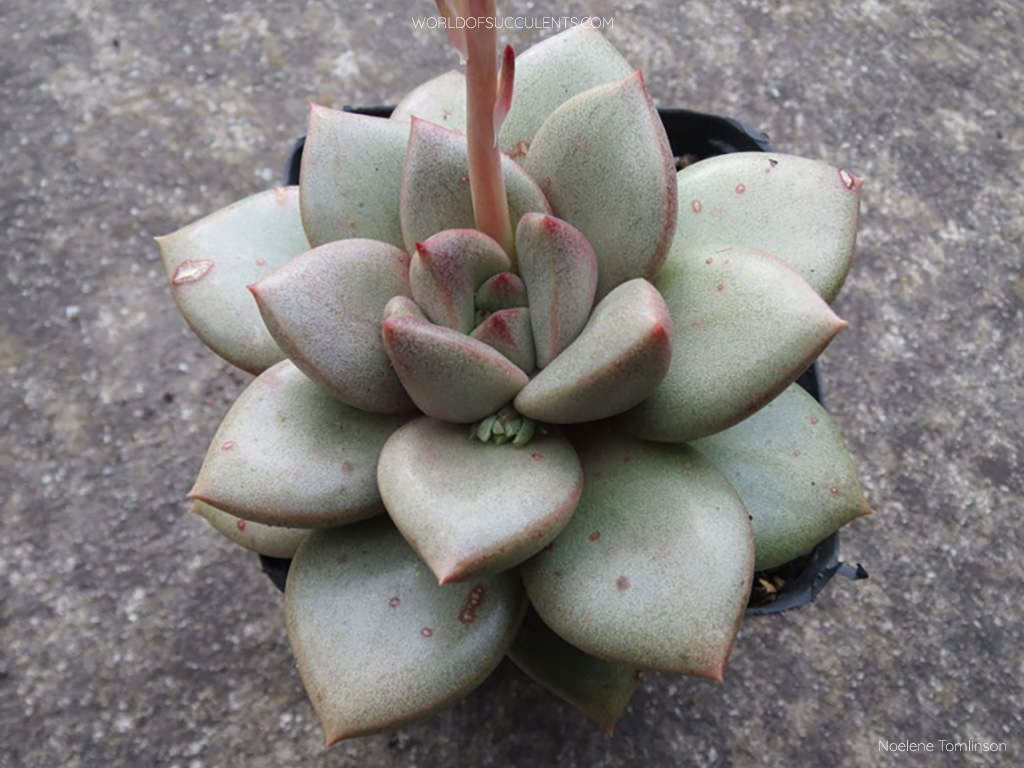 Graptoveria 'Araluen Gem'