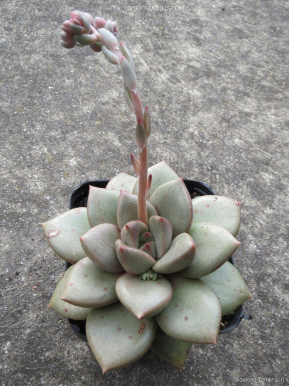 Graptoveria 'Araluen Gem'