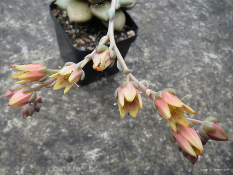 Graptoveria 'Araluen Gem'