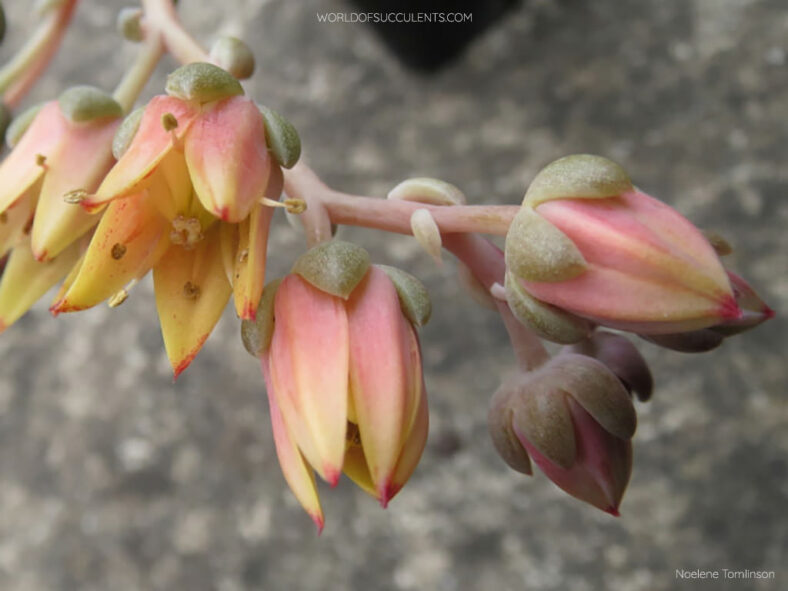 Graptoveria 'Araluen Gem'