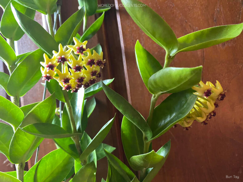 Hoya densifolia