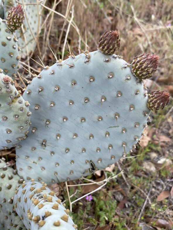 Opuntia basilaris var. treleasei, commonly known as Bakersfield Cactus
