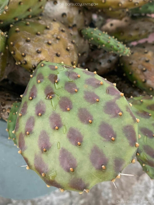 Opuntia decumbens, commonly known as Decumbens Cactus