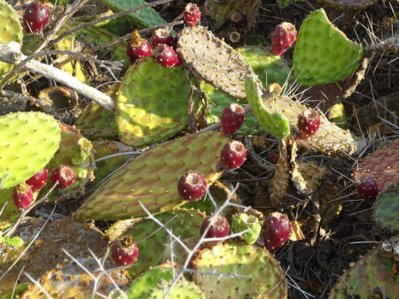 Opuntia decumbens - World of Succulents