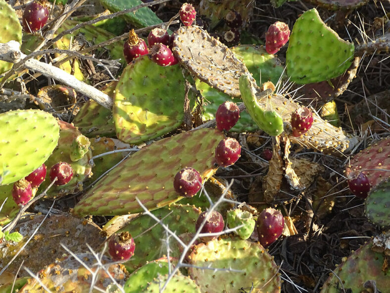 Opuntia decumbens, commonly known as Decumbens Cactus