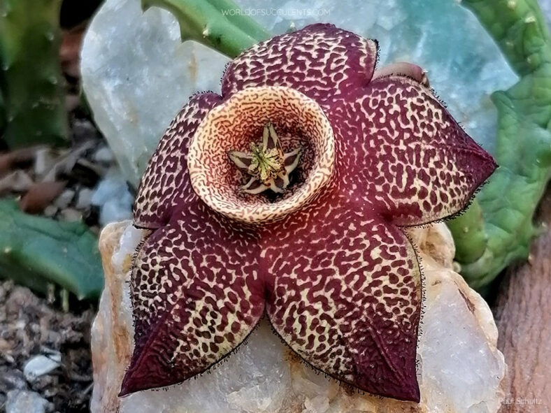 Stapelia mutabilis aka Orbea mutabilis or ×Tromostapelia mutabilis