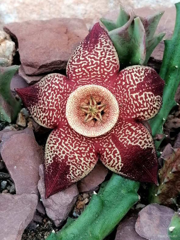 Stapelia mutabilis aka Orbea mutabilis or ×Tromostapelia mutabilis