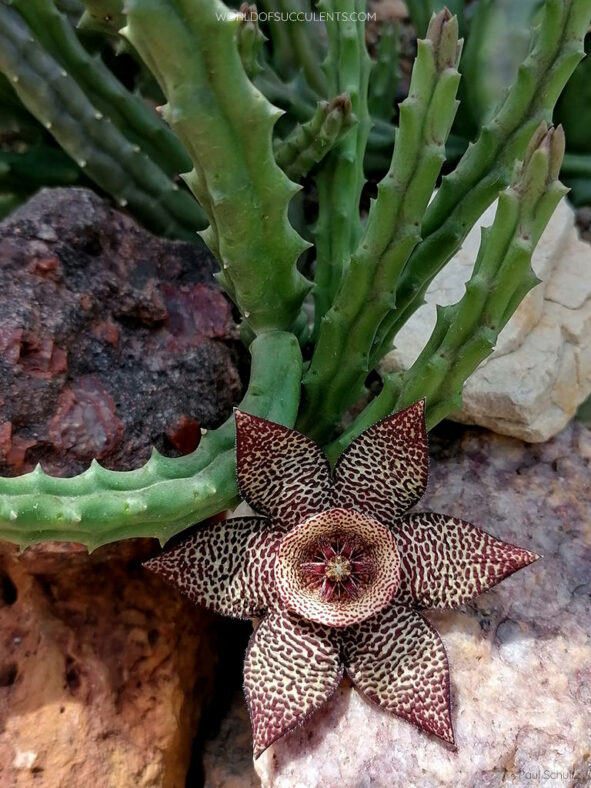 Stapelia mutabilis aka Orbea mutabilis or ×Tromostapelia mutabilis