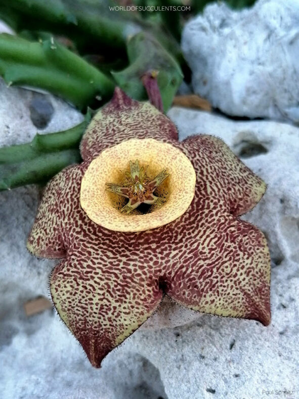 Stapelia mutabilis aka Orbea mutabilis or ×Tromostapelia mutabilis