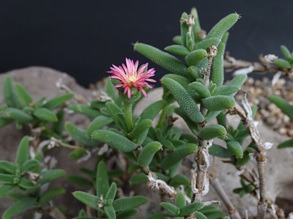 Trichodiadema rogersiae, commonly known as Rogers Crownfig