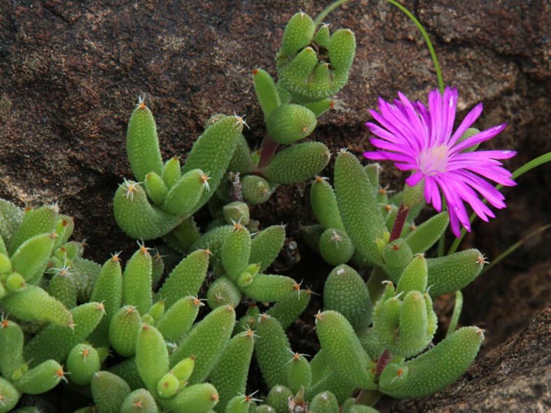 Trichodiadema rogersiae, commonly known as Rogers Crownfig