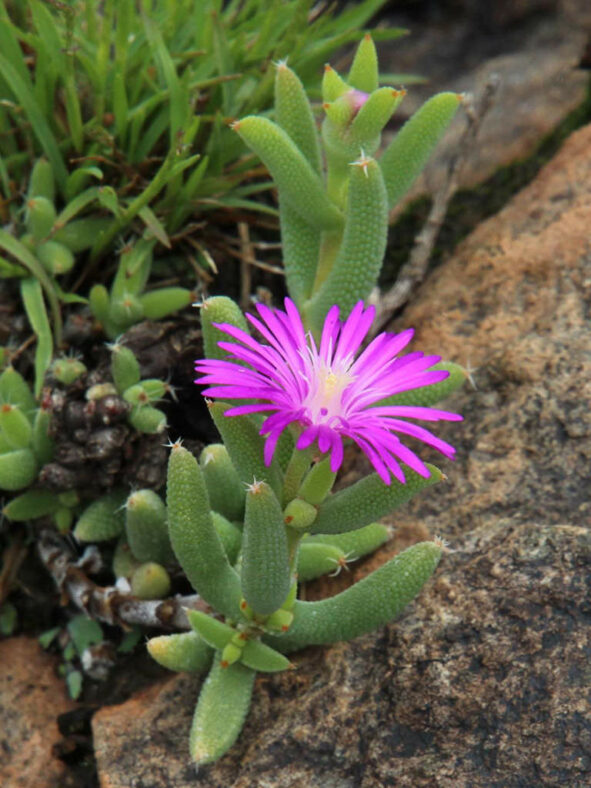 Trichodiadema rogersiae, commonly known as Rogers Crownfig