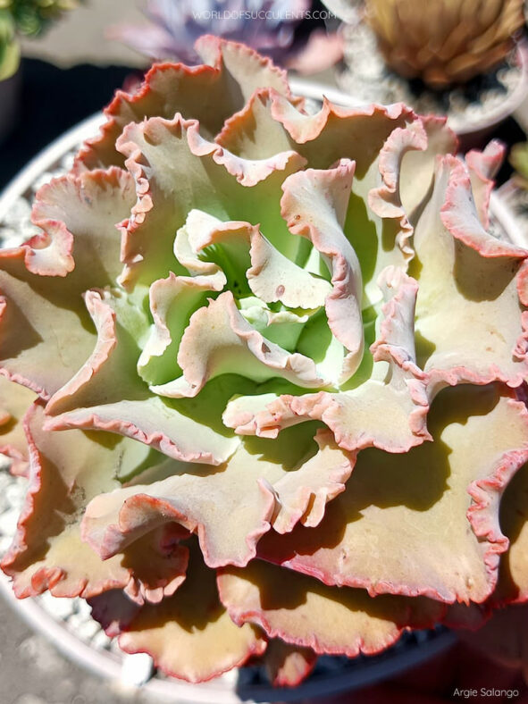 Echeveria 'Chantilly' aka Echeveria 'Cleopatra'