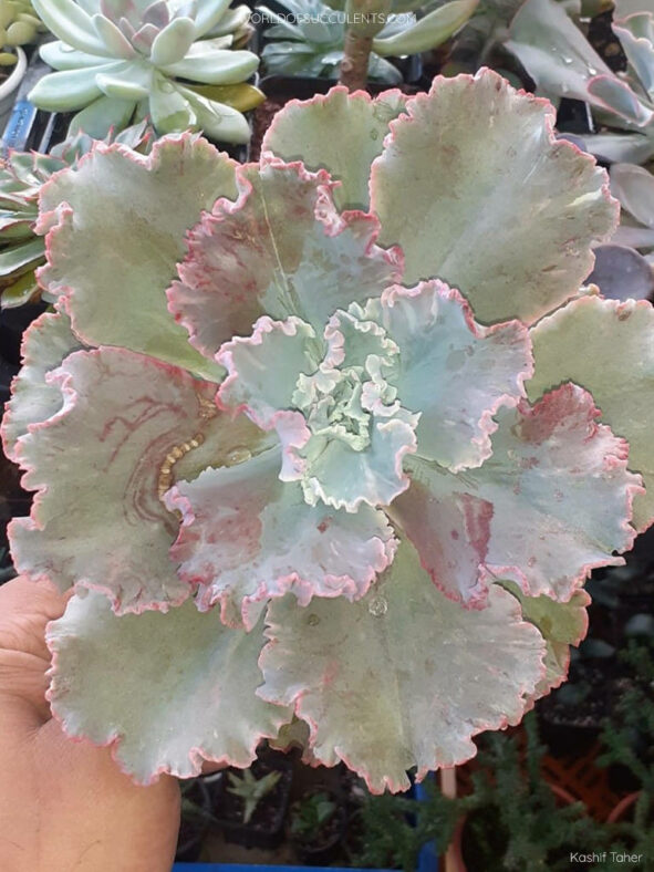 Echeveria 'Chantilly' aka Echeveria 'Cleopatra'