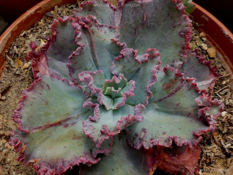 Echeveria 'Chantilly' aka Echeveria 'Cleopatra'