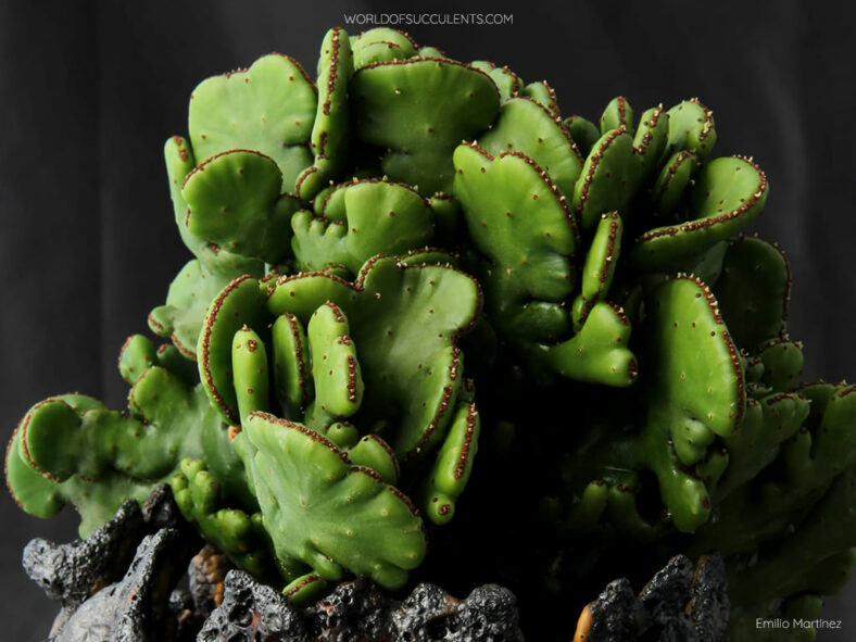 Euphorbia alluaudii 'Cristata' aka Euphorbia leucodendron 'Cristata'