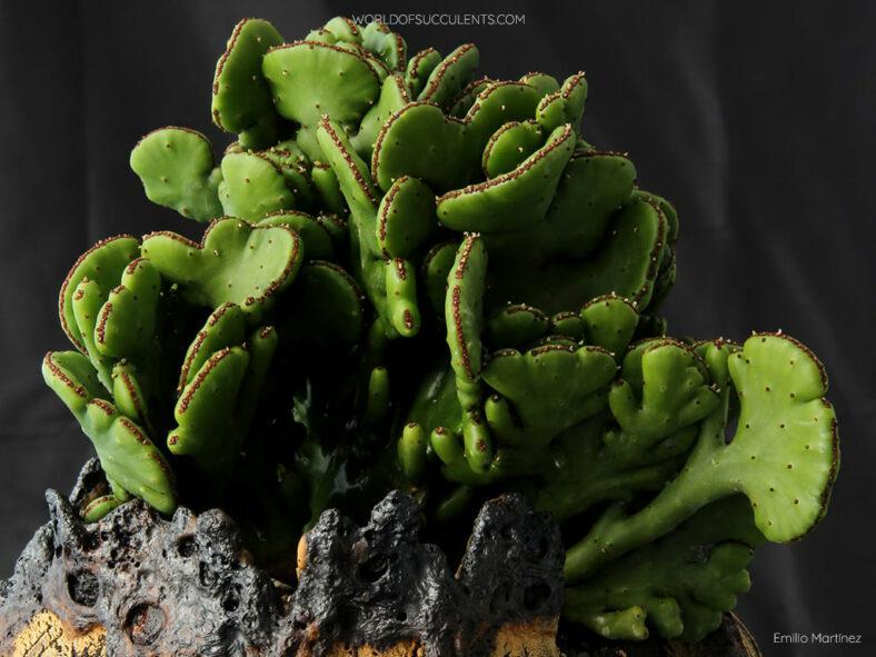 Euphorbia alluaudii 'Cristata' aka Euphorbia leucodendron 'Cristata'