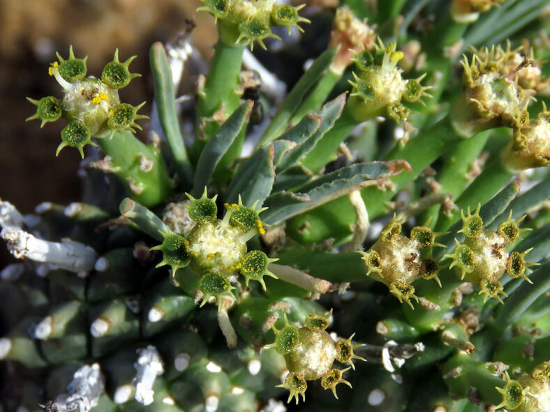 Flowers of Euphorbia braunsii