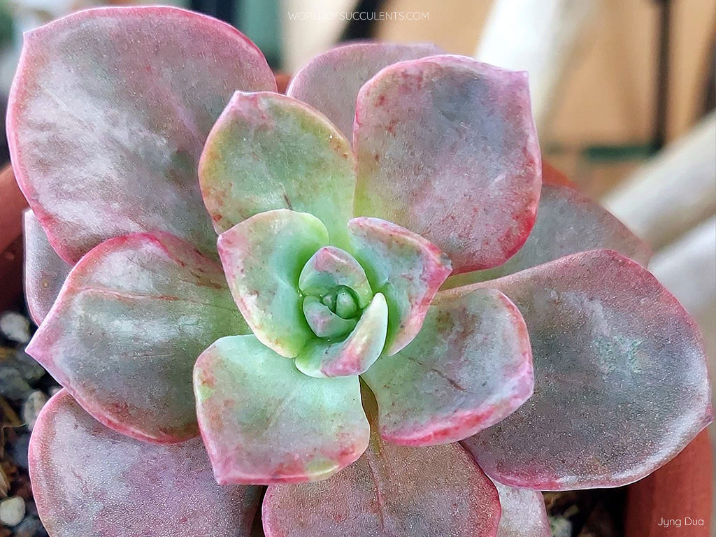 ×Graptoveria 'Mrs Richards' - World of Succulents