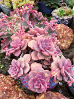 ×Graptoveria 'Mrs Richards' - World of Succulents
