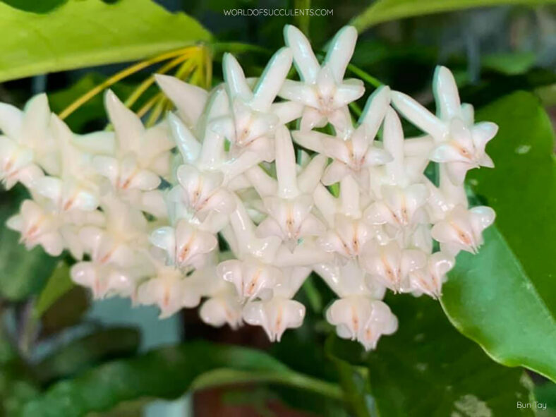 Hoya lockii