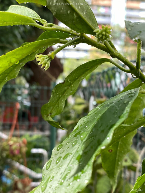 Hoya lockii