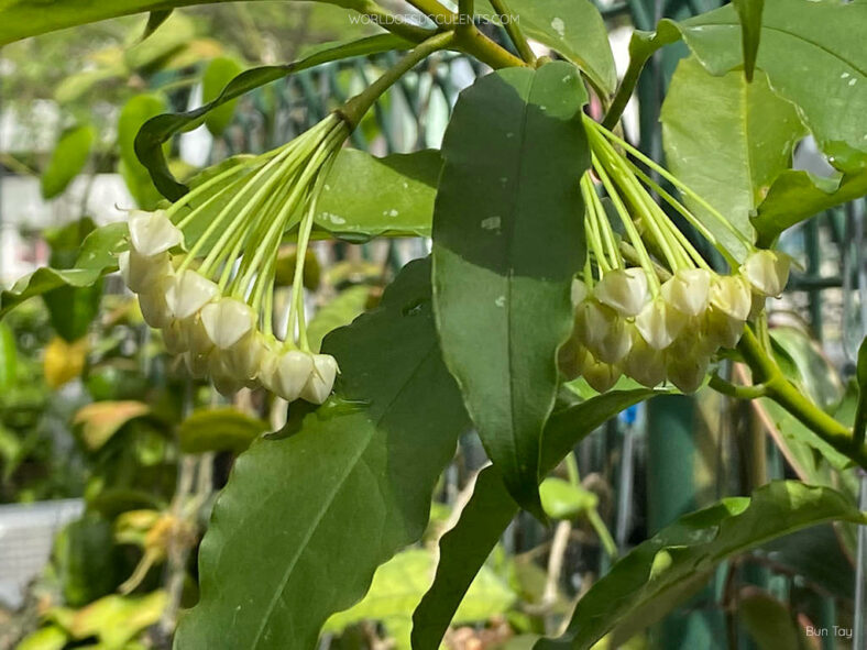 Hoya lockii