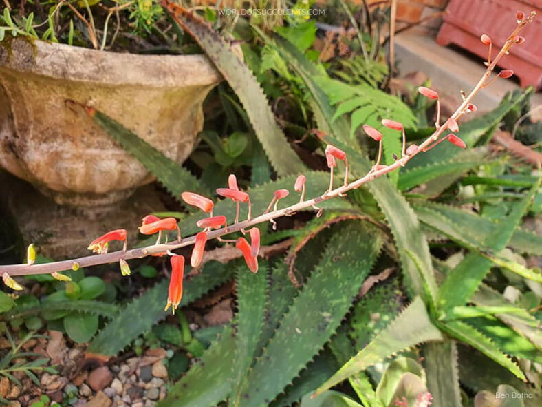 A flower branch of Aloe bulbillifera with flowers and small bulbils