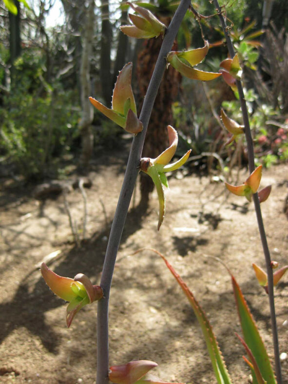 Bulbils of Aloe bulbillifera