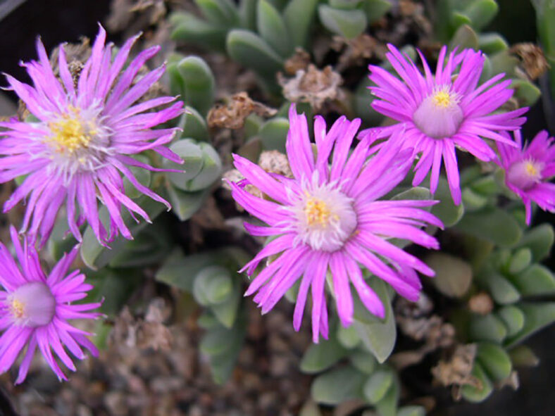 Gibbaeum angulipes, commonly known as Mat Humpfig