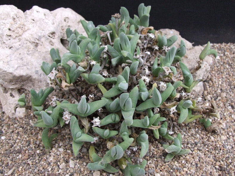 Gibbaeum angulipes, commonly known as Mat Humpfig