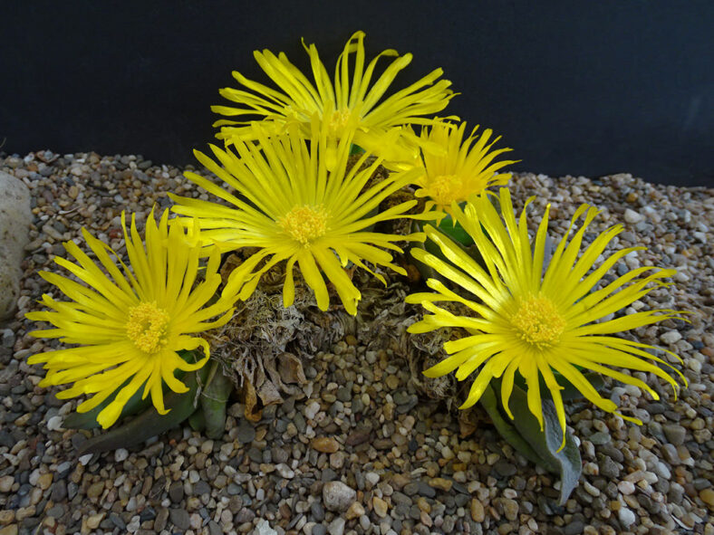 Glottiphyllum grandiflorum, commonly known as Grand Tonguefig