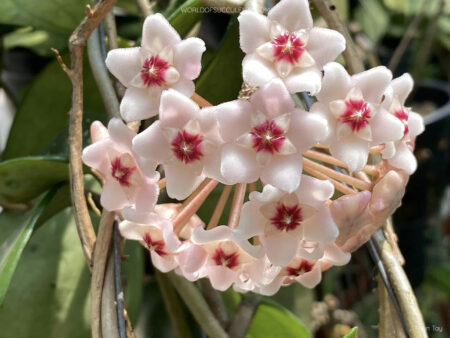 Hoya carnosa 'Snowball' - World of Succulents