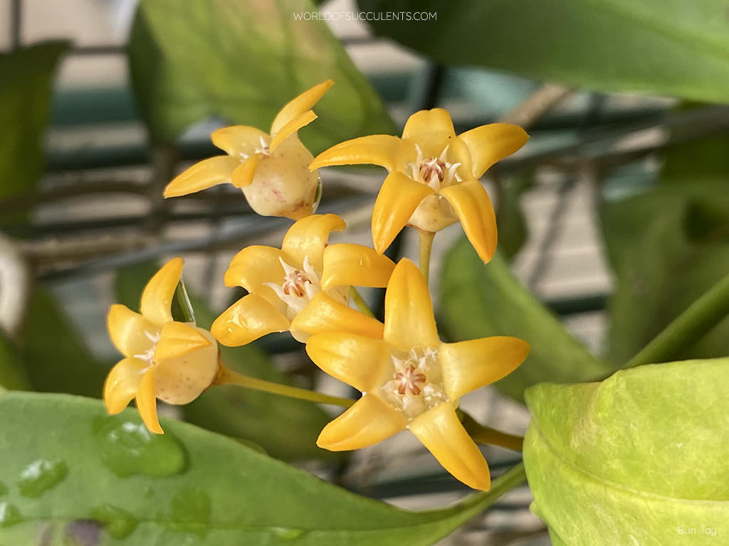 Hoya occultata - World of Succulents