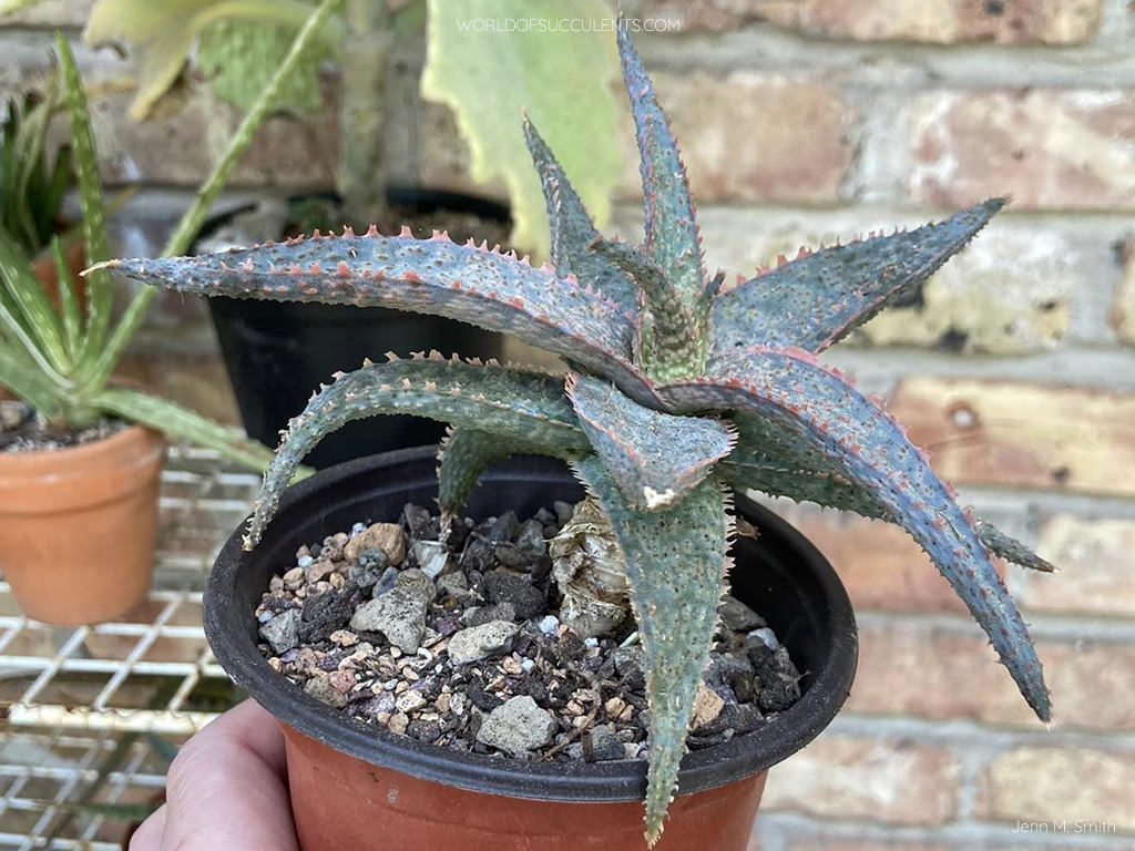 Aloe 'RFG' - World of Succulents