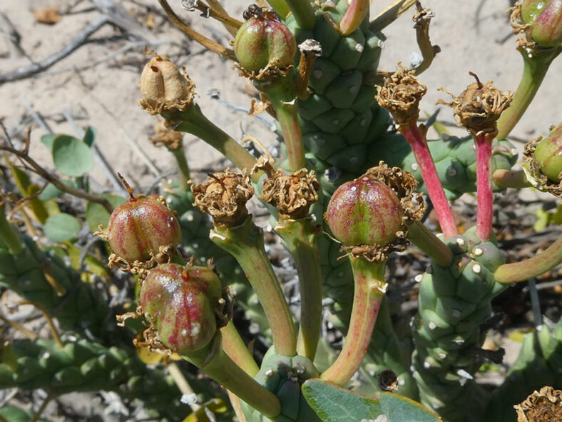 Euphorbia tuberculata