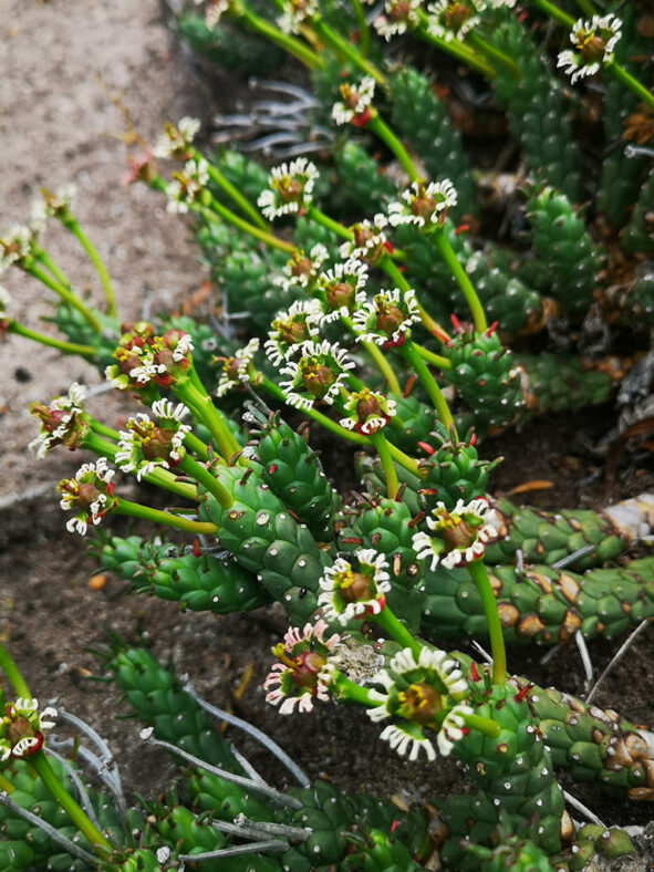 Euphorbia tuberculata