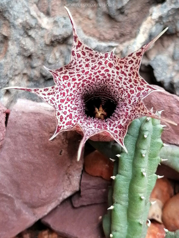 Flower of Huernia hislopii