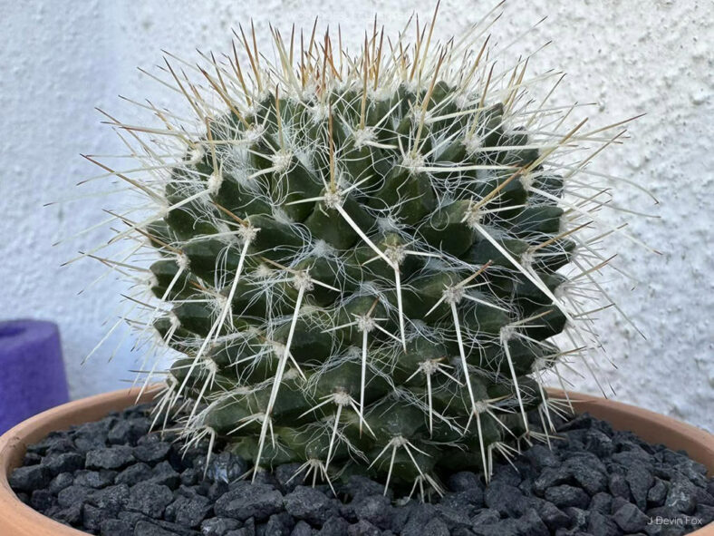 Mammillaria karwinskiana subsp. nejapensis (Silver Arrows) aka Mammillaria nejapensis