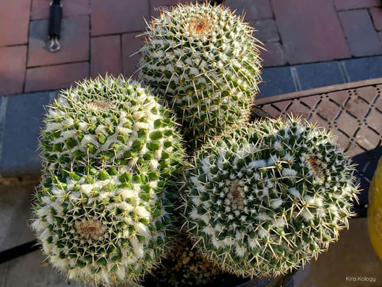 Mammillaria karwinskiana subsp. nejapensis (Silver Arrows) aka Mammillaria nejapensis