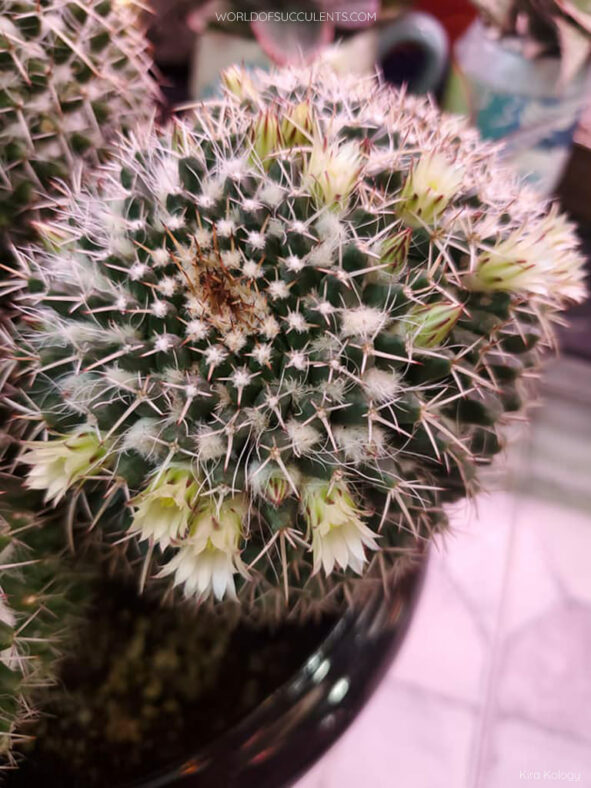 Mammillaria karwinskiana subsp. nejapensis (Silver Arrows) aka Mammillaria nejapensis