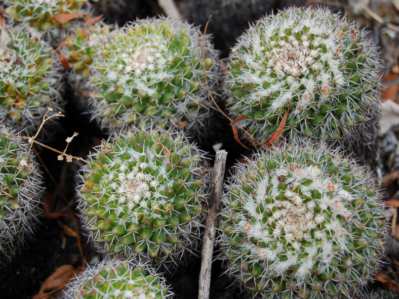 Mammillaria karwinskiana subsp. nejapensis (Silver Arrows) aka Mammillaria nejapensis