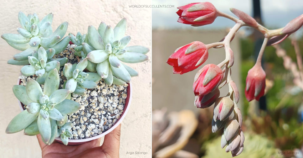 Pachyphytum 'Moonsilver' - World of Succulents