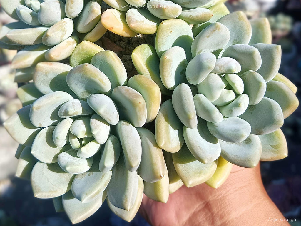 Pachyveria 'Corvus' - World of Succulents