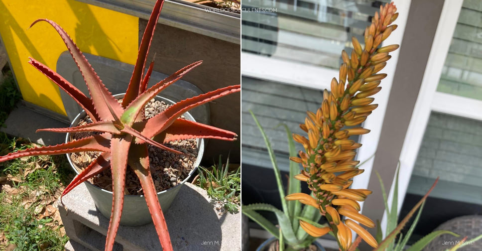 Aloe 'Mango Madness' - World of Succulents